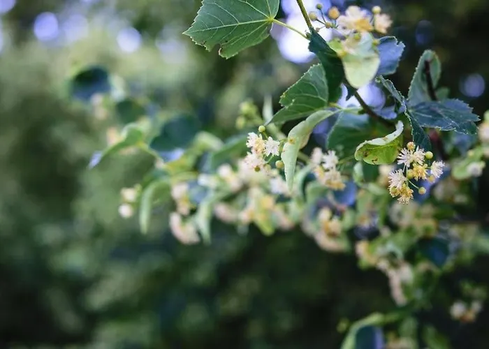 Apartman Rittergut/gutshaus Grossgestewitz *